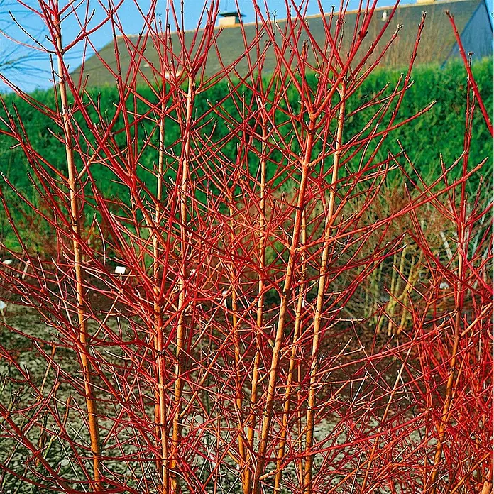 Pflanzen für dich Hartriegel 15-20 cm - Cornus sanguinea 'Midwinter Fire', Creme - Leuchtend rote Zier-Hartriegel-Stämme bilden eine auffällige Winterdekoration im Garten.