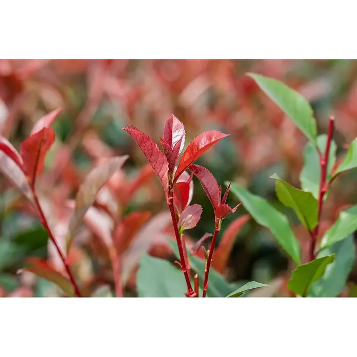 Pflanzen für dich Glanzmispel 40-60 cm - Photinia fraseri 'Devil's Dream' - Leuchtend rote neue Triebe einer Pflanze mit grünen Blättern.