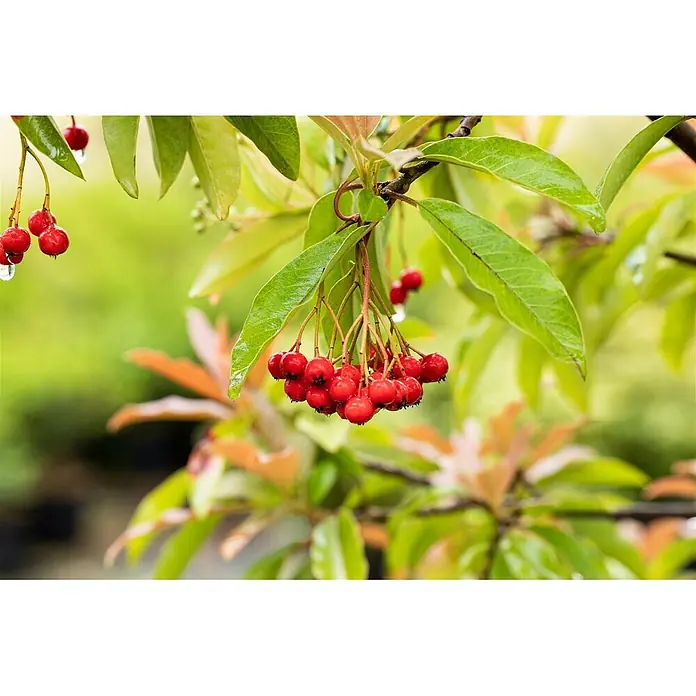 Pflanzen für dich Glanzmispel 80-100 cm - Photinia davidiana - Nahaufnahme eines Astes mit leuchtend roten Beeren und nassen, glänzenden grünen Blättern.
