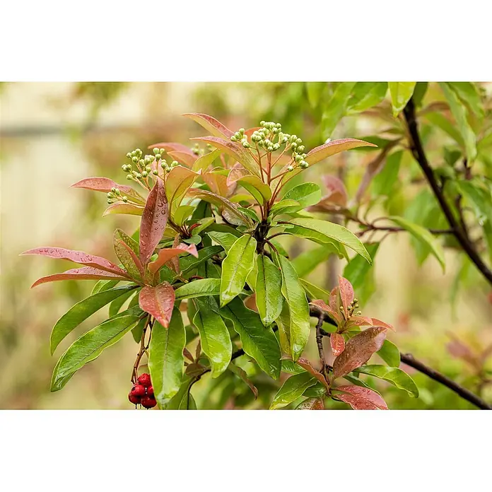 Pflanzen für dich Glanzmispel 80-100 cm - Photinia davidiana - Nahaufnahme einer Pflanze mit grünen und rötlichen Blättern, bedeckt mit Wassertropfen, zeigt grüne Blütenknospen und rote Beeren.