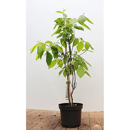 Pflanzen für dich  Hartriegel 40-60 cm