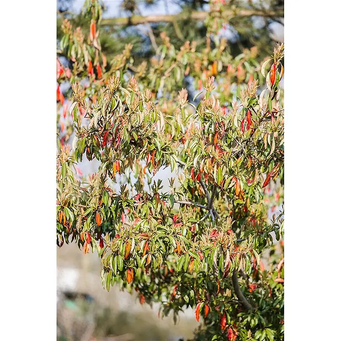 Pflanzen für dich Glanzmispel 80-100 cm - Photinia davidiana - Nahaufnahme einer Pflanze mit leuchtend grünen Blättern und neuem rötlich-orangen Laub, die eine Farbvielfalt im natürlichen Licht zeigt.