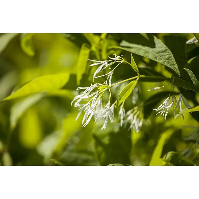 Pflanzen für dich Hartriegel 60-80 cm - Chionanthus virginicus, Weiß - Weiße, gefranste Blüten zwischen üppigen grünen Blättern.