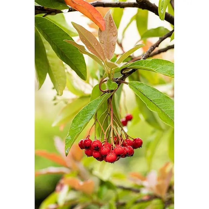 Pflanzen für dich Glanzmispel 80-100 cm - Photinia davidiana - Nahaufnahme eines Pflanzenzweigs mit glänzenden roten Beeren und grünen sowie rötlich-orangen Blättern, teils mit Wassertropfen.