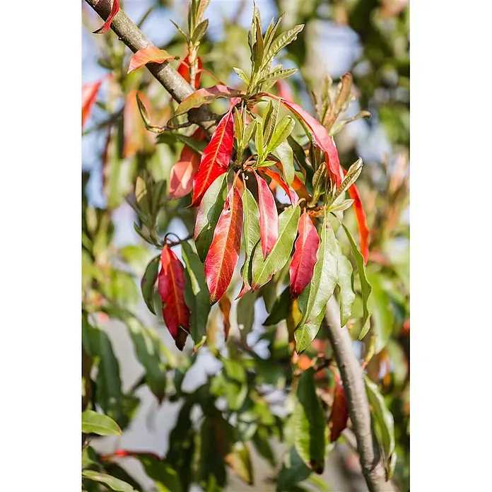 Pflanzen für dich Glanzmispel 80-100 cm - Photinia davidiana - Nahaufnahme eines Pflanzenzweigs mit leuchtend grünen und roten Blättern, der neues Wachstum und Herbstfarben zeigt.