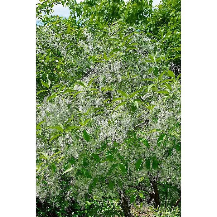Pflanzen für dich Hartriegel 60-80 cm - Chionanthus virginicus, Weiß - Ein Baum mit leuchtend grünen Blättern, dicht bedeckt mit zarten, fransenartigen weißen Blüten in voller Blüte.