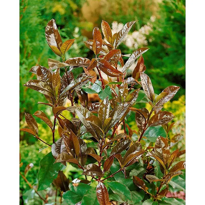 Pflanzen für dich Glanzmispel 40-60 cm - Photinia fraseri 'Camilvy' - Pflanze mit glänzenden rotbraunen Jungblättern und dunkelgrünem Altauf.