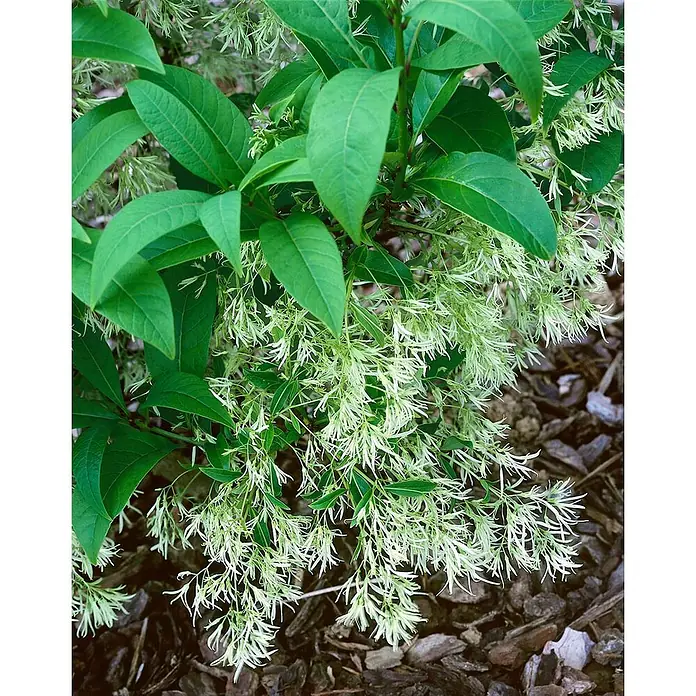 Pflanzen für dich Hartriegel 60-80 cm - Chionanthus virginicus, Weiß - Pflanze mit leuchtend grünen Blättern und zarten, fedrigen, hellgrünen Blüten.