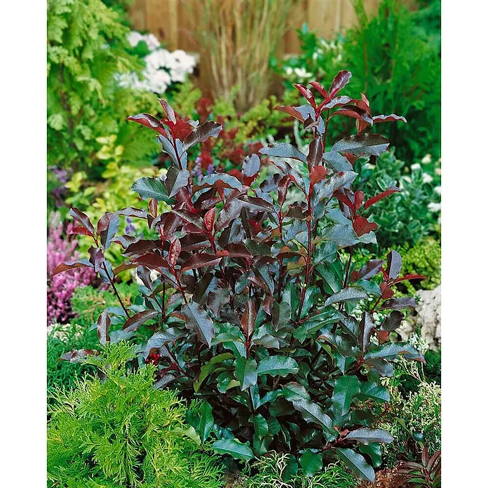 Pflanzen für dich Glanzmispel 40-60 cm - Photinia fraseri 'Camilvy' - Üppiger Strauch mit dunkelgrünen Blättern und leuchtend rotem Neuaustrieb in einer Gartenumgebung.