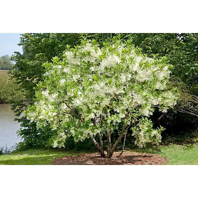 Pflanzen für dich Hartriegel 60-80 cm - Chionanthus virginicus, Weiß - Weiß blühender Baum mit grünen Blättern, in einem Garten am Wasser gepflanzt.