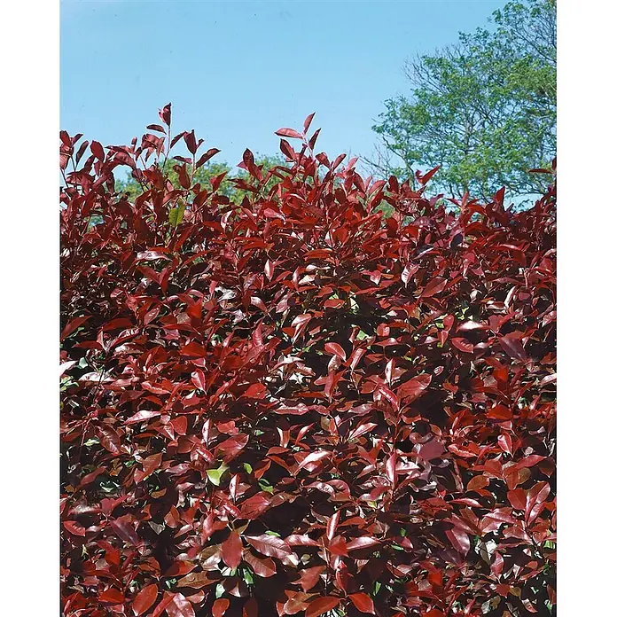 Pflanzen für dich Glanzmispel 40-60 cm - Photinia fraseri 'Camilvy' - Leuchtend rote Hecke vor blauem Himmel, mit grünen Bäumen im Hintergrund.