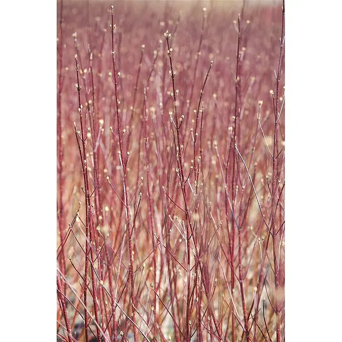 Pflanzen für dich Hartriegel 60-100 cm - Cornus alba 'Sibirica', Weiß - Leuchtend rote Zweige mit kleinen, hellen Knospen, die den Frühlingsbeginn andeuten.