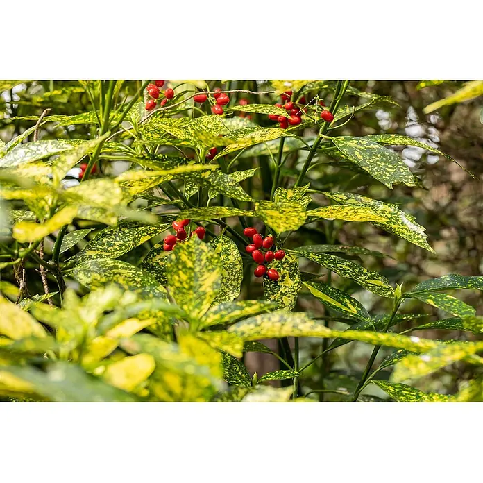 Pflanzen für dich Himmelsbambus 50-60 cm - Aucuba japonica 'Variegata', Aktuelle Wuchshöhe: 50 cm - 60 cm - Pflanze mit lebhaft grün-gelb panaschierten Blättern und leuchtend roten Beeren.