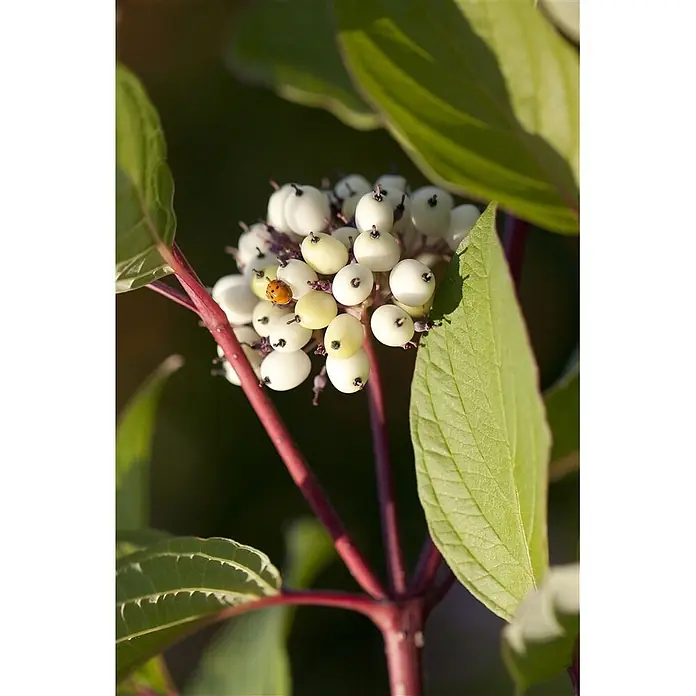 Pflanzen für dich Hartriegel 60-100 cm - Cornus alba 'Sibirica', Weiß - Weiße und hellgelbe Beeren an roten Stielen und grünen Blättern, mit einem Marienkäfer auf einer Beere.