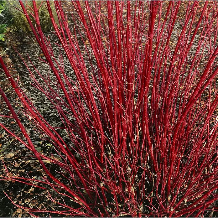 Pflanzen für dich Hartriegel 60-100 cm - Cornus alba 'Sibirica', Weiß - Leuchtend rote, kahle Äste eines Hartriegelstrauchs, die im Winter intensive Farbe vor dunklem Mulch bieten.