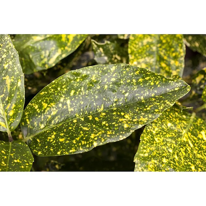 Pflanzen für dich Himmelsbambus 50-60 cm - Aucuba japonica 'Variegata', Aktuelle Wuchshöhe: 50 cm - 60 cm - Dunkelgrüne Pflanzenblätter mit leuchtend gelben Sprenkeln.