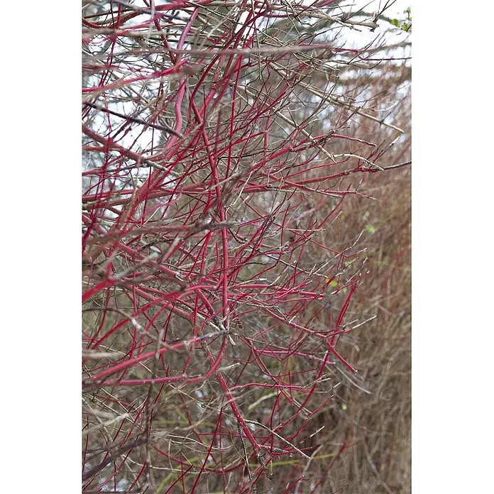 Pflanzen für dich Hartriegel 60-100 cm - Cornus alba 'Sibirica', Weiß - Leuchtend rote und braune holzige Stängel eines Winterstrauchs, bilden ein dichtes Geäst.