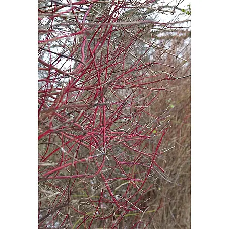 Pflanzen für dich  Hartriegel 60-100 cm