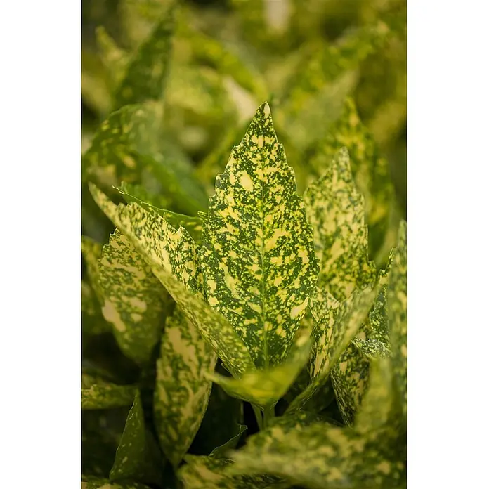 Pflanzen für dich Himmelsbambus 50-60 cm - Aucuba japonica 'Variegata', Aktuelle Wuchshöhe: 50 cm - 60 cm - Nahaufnahme von leuchtend grünen Blättern mit gelber Variegation, eine Pflanze.