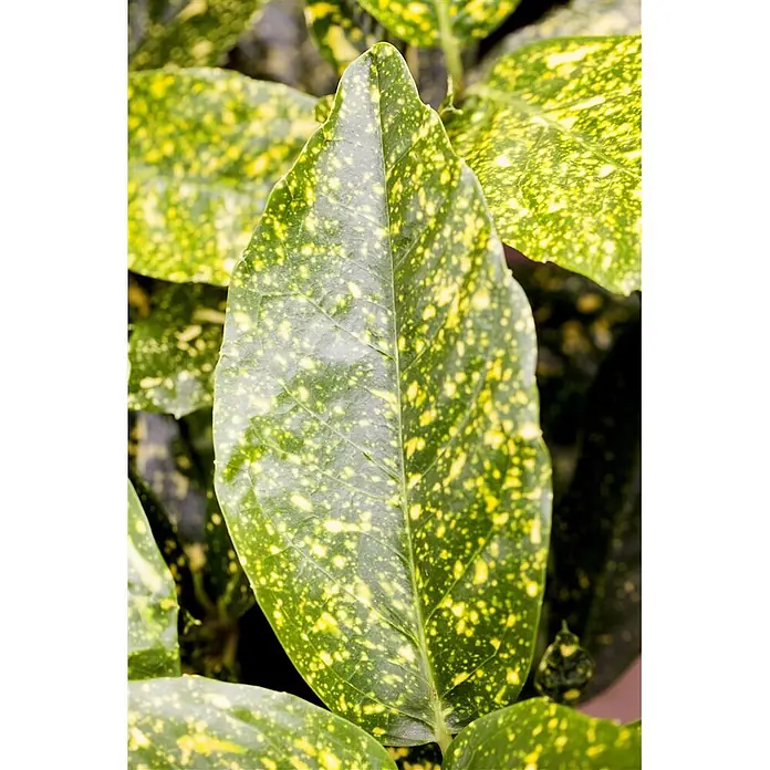 Pflanzen für dich Himmelsbambus 50-60 cm - Aucuba japonica 'Variegata', Aktuelle Wuchshöhe: 50 cm - 60 cm - Nahaufnahme eines grünen Blattes mit gelben Sprenkeln, die lebendige Maserung zeigend.