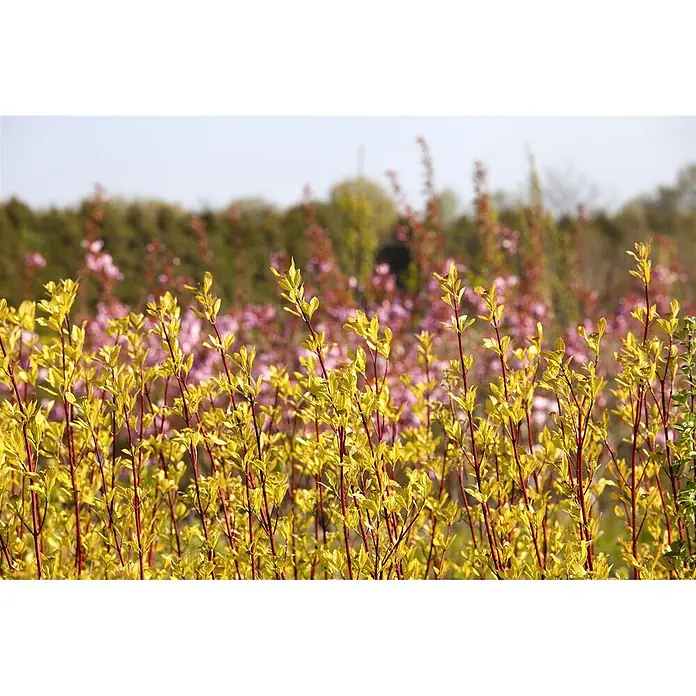 Pflanzen für dich Hartriegel 60-100 cm - Cornus alba 'Sibirica', Weiß - Leuchtend gelb-grüne Pflanzen mit roten Stängeln im Vordergrund, unscharfe rosa und grüne Pflanzen im Hintergrund.