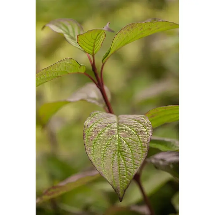 Pflanzen für dich Hartriegel 125-150 cm - Cornus alba, Weiß - Nahaufnahme von leuchtend grünen Pflanzenblättern mit rötlich-violetten Adern und Rändern, an einem rötlichen Stiel.