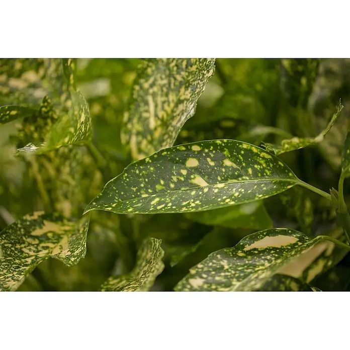 Pflanzen für dich Himmelsbambus 50-60 cm - Aucuba japonica 'Variegata', Aktuelle Wuchshöhe: 50 cm - 60 cm - Variierte grüne Blätter mit gelben Sprenkeln.