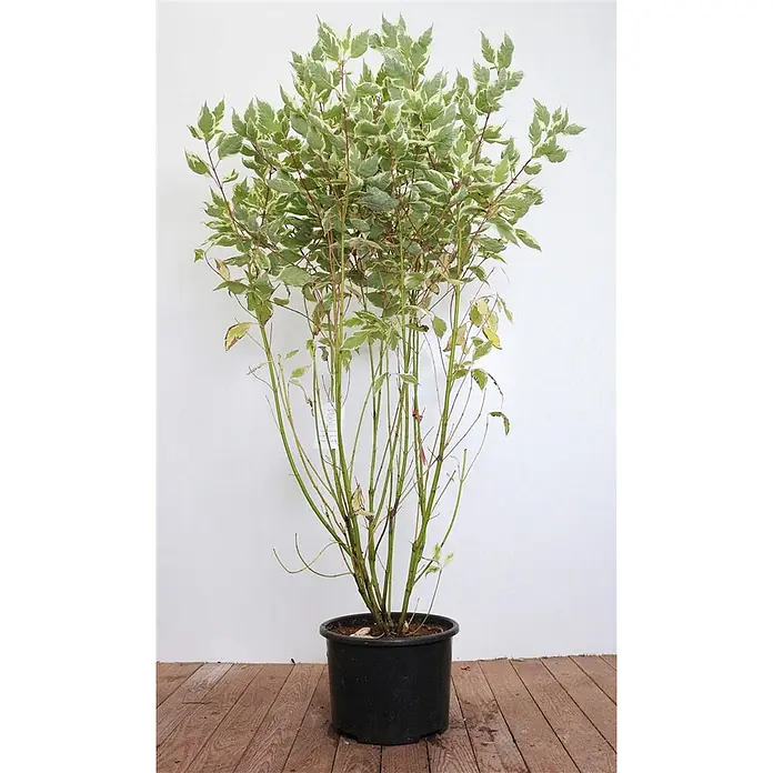 Pflanzen für dich Hartriegel 100-125 cm - Cornus alba 'Elegantissima', Weiß - Buntblättriger Strauch mit grün-weißen Blättern und rötlichen Stielen im schwarzen Topf.