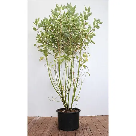 Pflanzen für dich  Hartriegel 100-125 cm