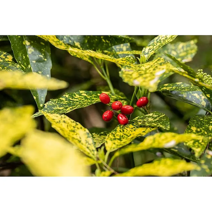 Pflanzen für dich Glanzmispel 100-125 cm - Aucuba japonica 'Variegata' - Glänzende rote Beeren zwischen grün-gelb gefleckten Blättern.