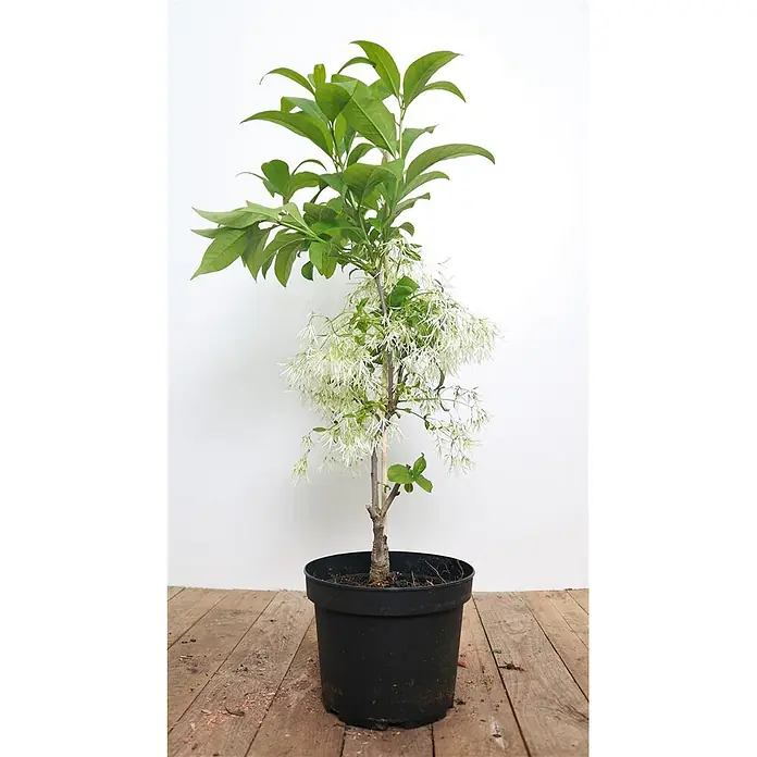 Pflanzen für dich Hartriegel 30-40 cm - Chionanthus virginicus, Weiß - Topfpflanze mit grünen Blättern und zarten weißen, gefransten Blüten, in einem schwarzen Plastiktopf.