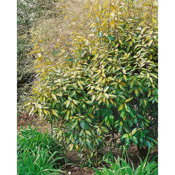 Pflanzen für dich Wintergrüne Ölweide 100-125 cm - Elaeagnus × ebbingei 'Limelight', 100 cm - 125 cm - Panaschierter Strauch mit grünen und gelben Blättern in einem Garten.