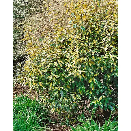 Pflanzen für dich  Wintergrüne Ölweide 125-150 cm