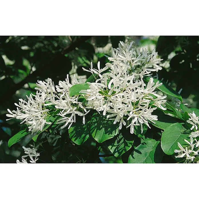 Pflanzen für dich Hartriegel 30-40 cm - Chionanthus virginicus, Weiß - Weiße, fransige Blüten mit grünen Blättern im Sonnenlicht.