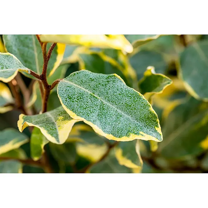 Pflanzen für dich Wintergrüne Ölweide 100-125 cm - Elaeagnus × ebbingei 'Limelight', 100 cm - 125 cm - Grüne und gelb panaschierte Blätter einer Pflanze mit feiner, gesprenkelter Oberflächenstruktur.