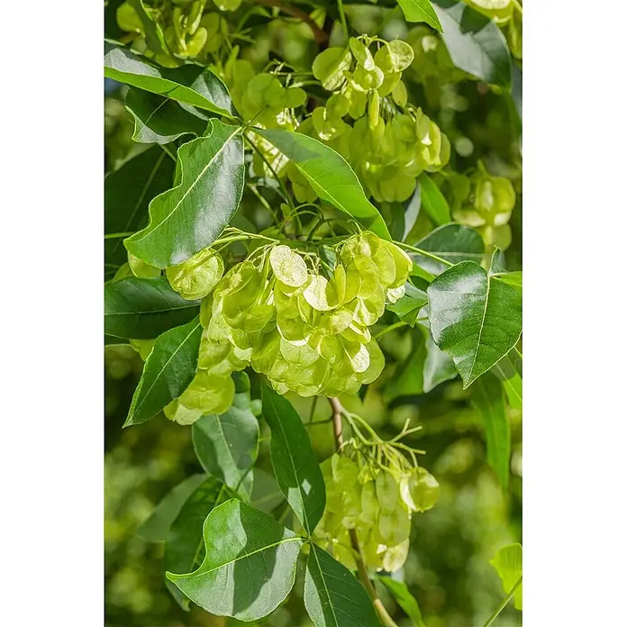 Pflanzen für dich Hartriegel 60-80 cm - Ptelea trifoliata, Grün - Nahaufnahme von grünen Blättern und hellgrünen, scheibenförmigen Flügelfrüchten an einem Ast.