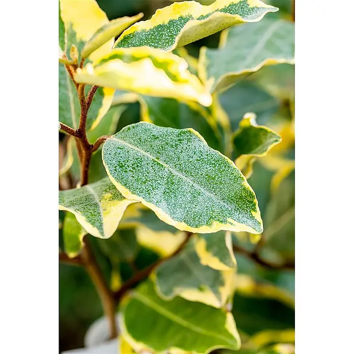 Pflanzen für dich Wintergrüne Ölweide 100-125 cm - Elaeagnus × ebbingei 'Limelight', 100 cm - 125 cm - Nahaufnahme einer panaschierten Pflanze mit grünen Blättern und leuchtend gelben Rändern. Grüne Blätter sind gesprenkelt.