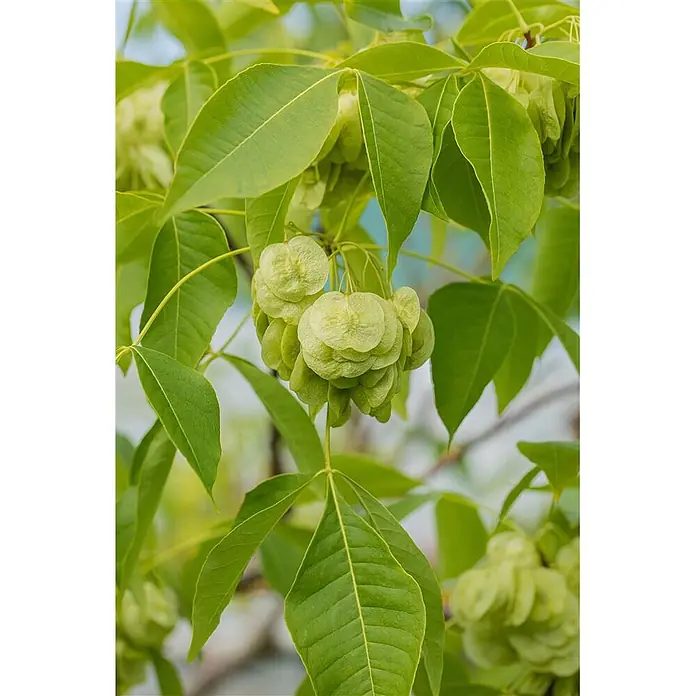 Pflanzen für dich Hartriegel 60-80 cm - Ptelea trifoliata, Grün - Grüne Blätter und Büschel hellgrüner, runder, geflügelter Samen (Samara) an einem Ast.