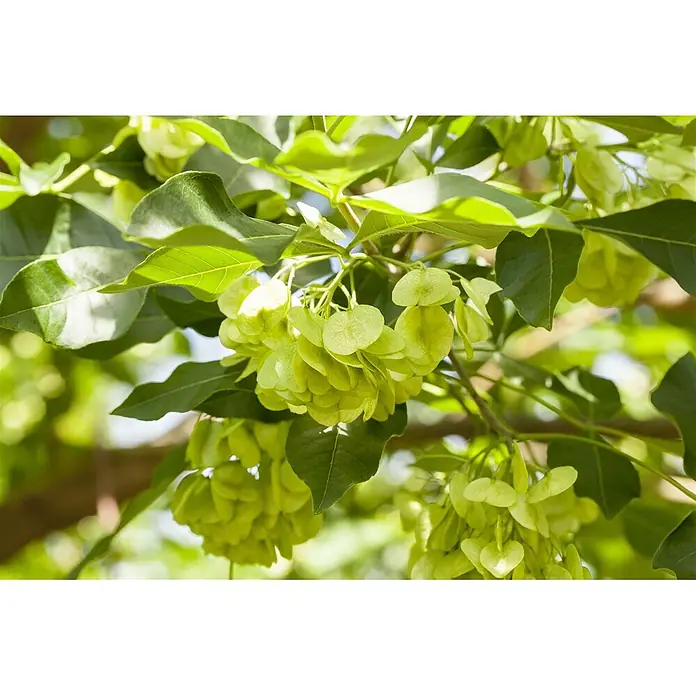 Pflanzen für dich Hartriegel 60-80 cm - Ptelea trifoliata, Grün - Hellgrüne, geflügelte Samen in Trauben mit dunkelgrünen Blättern an einem Ast.