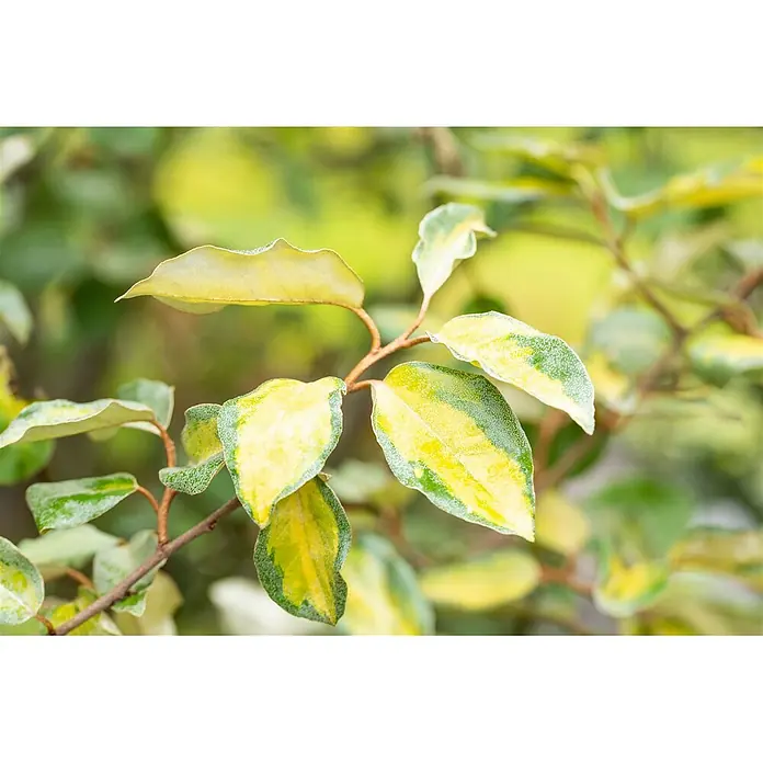 Pflanzen für dich Wintergrüne Ölweide 100-125 cm - Elaeagnus × ebbingei 'Limelight', 100 cm - 125 cm - Nahaufnahme eines Astes mit bunten Blättern. Die gelb-grünen Blätter haben eine texturierte, mattierte Oberfläche.