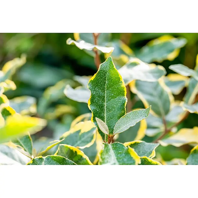 Pflanzen für dich Wintergrüne Ölweide 100-125 cm - Elaeagnus × ebbingei 'Limelight', 100 cm - 125 cm - Nahaufnahme von panaschierten Pflanzenblättern mit leuchtend grünen Zentren, deutlichen gelben Rändern und einer texturierten Oberfläche.