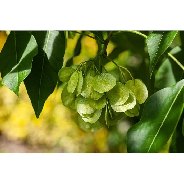 Pflanzen für dich Hartriegel 60-80 cm - Ptelea trifoliata, Grün - Ein Ast mit sattgrünen Blättern und einer Traube hellgrüner, flacher, runder Samen oder Früchte.