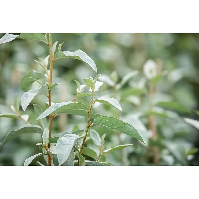 Pflanzen für dich Wintergrüne Ölweide Silber-Ölweide - Elaeagnus commutata 'Zempin', 80 cm - 100 cm - Pflanze mit länglichen, silbrig-grünen Blättern und rotbraunen Stielen.