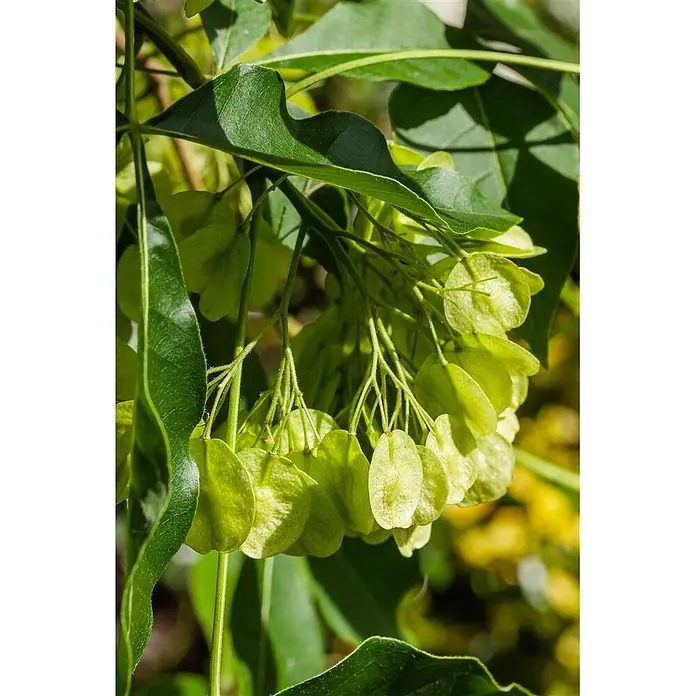 Pflanzen für dich Hartriegel 60-80 cm - Ptelea trifoliata, Grün - Hängende Trauben hellgrüner, scheibenförmiger Samenstände inmitten üppiger grüner Blätter.