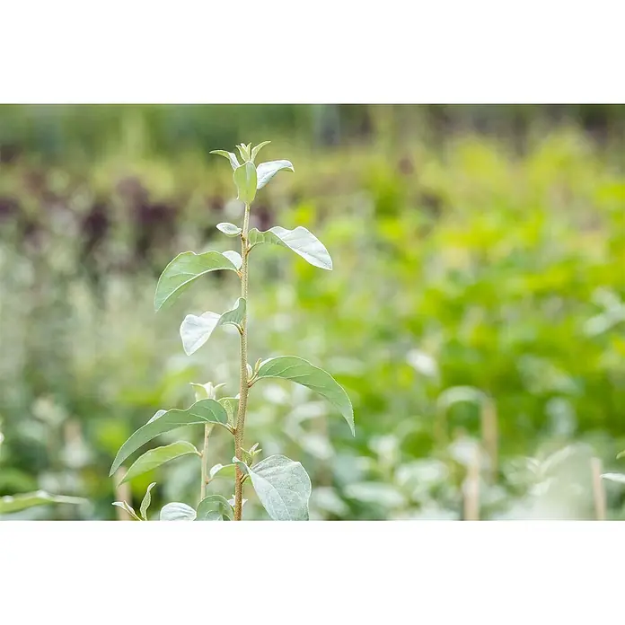 Pflanzen für dich Wintergrüne Ölweide Silber-Ölweide - Elaeagnus commutata 'Zempin', 80 cm - 100 cm - Eine junge Pflanze mit einem mittigen, flaumigen Stängel und hellgrünen, ovalen Blättern mit weicher, silbrig-grüner Textur.