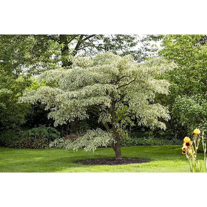Pflanzen für dich Hartriegel Etagenhartriegel - Cornus controversa 'Variegata', Creme - Ein mittelgroßer, panaschierter Baum mit hellgrünen und weißen Blättern steht auf einem grünen Rasen, umgeben von anderen Gartenpflanzen.
