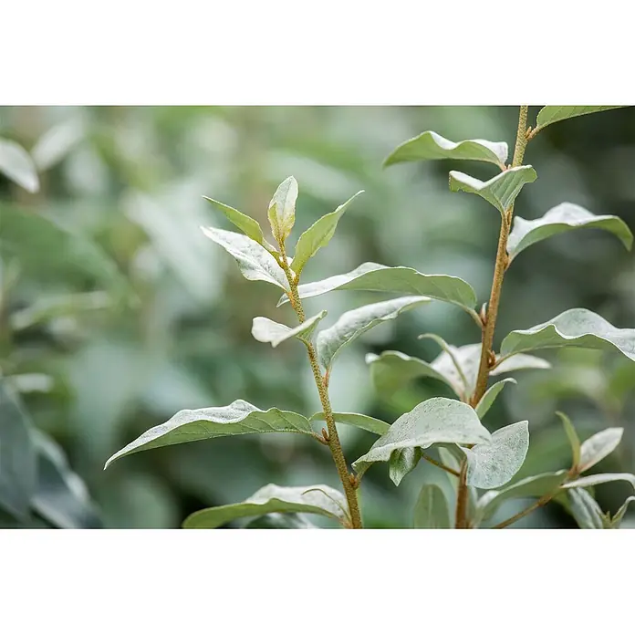 Pflanzen für dich Wintergrüne Ölweide Silber-Ölweide - Elaeagnus commutata 'Zempin', 80 cm - 100 cm - Hellgrüner Pflanzenzweig mit silbrig texturierten Blättern und braunem Stiel.