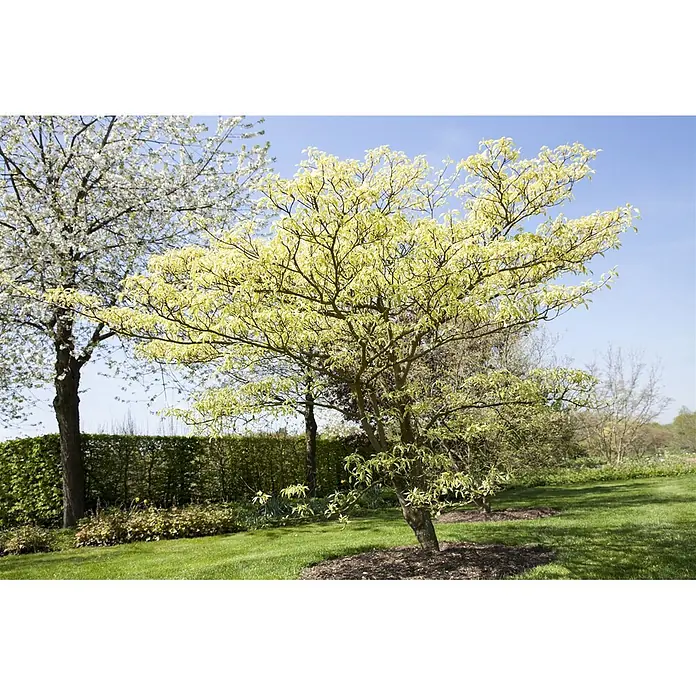 Pflanzen für dich Hartriegel Etagenhartriegel - Cornus controversa 'Variegata', Creme - Ein heller, grünblättriger Baum in einem Garten mit einem weißblühenden Baum, grünem Rasen und einer Hecke.
