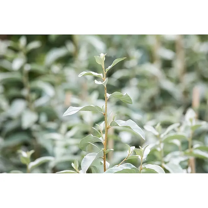 Pflanzen für dich Wintergrüne Ölweide Silber-Ölweide - Elaeagnus commutata 'Zempin', 80 cm - 100 cm - Nahaufnahme eines Pflanzenstiels mit silbrig-grünen, ovalen Blättern.