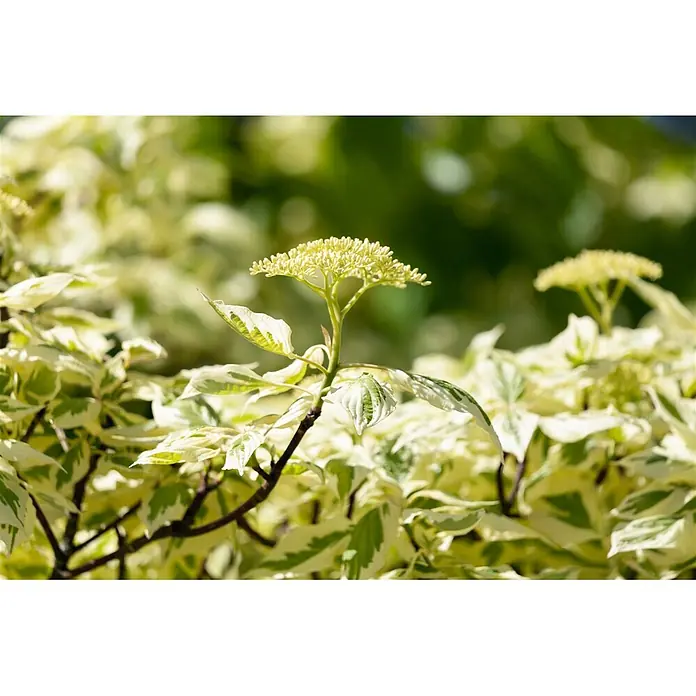 Pflanzen für dich Hartriegel Etagenhartriegel - Cornus controversa 'Variegata', Creme - Buntblättrige Pflanze mit grünen und cremefarbenen Blättern und einem hellgelben, flachen Blütenstand.